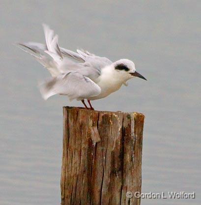 Ruffled Tern_28275.jpg - Photographed near Port Lavaca, Texas, USA. 